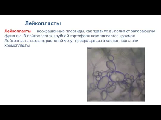 Лейкопласты Лейкопласты — неокрашенные пластиды, как правило выполняют запасающую функцию.