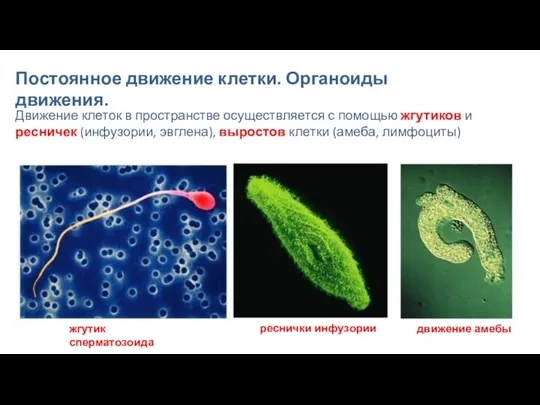 Постоянное движение клетки. Органоиды движения. Движение клеток в пространстве осуществляется