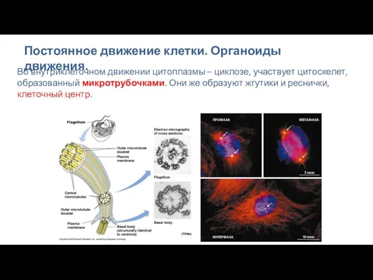 Постоянное движение клетки. Органоиды движения. Во внутриклеточном движении цитоплазмы –