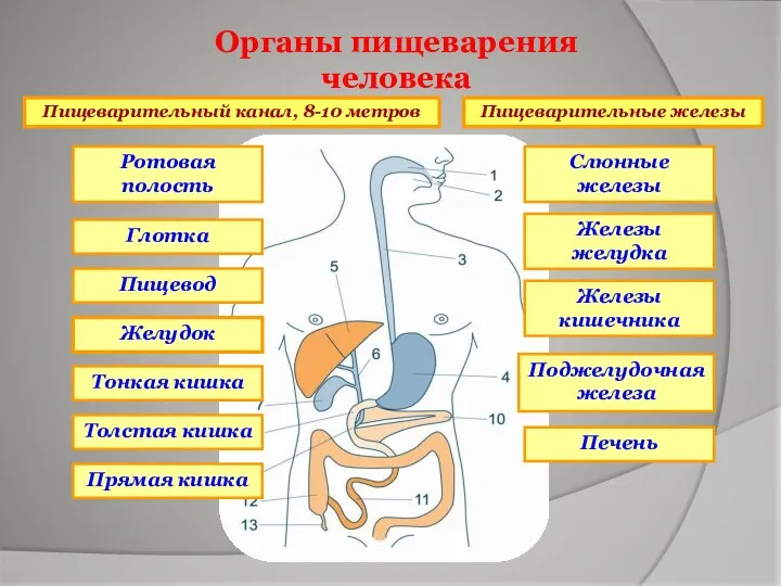 Органы пищеварения человека Пищеварительный канал, 8-10 метров Пищеварительные железы Ротовая