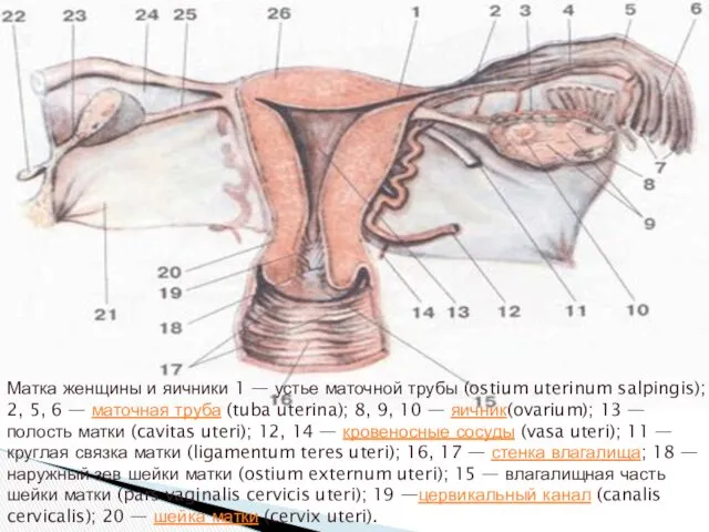 Матка женщины и яичники 1 — устье маточной трубы (ostium