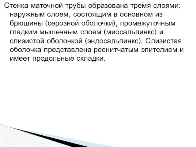 Стенка маточной трубы образована тремя слоями: наружным слоем, состоящим в