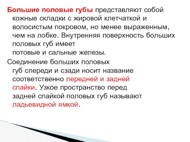 Большие половые губы представляют собой кожные складки с жировой клетчаткой