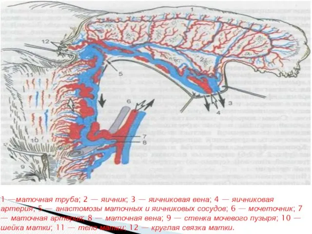 1 —маточная труба; 2 — яичник; 3 — яичниковая вена;