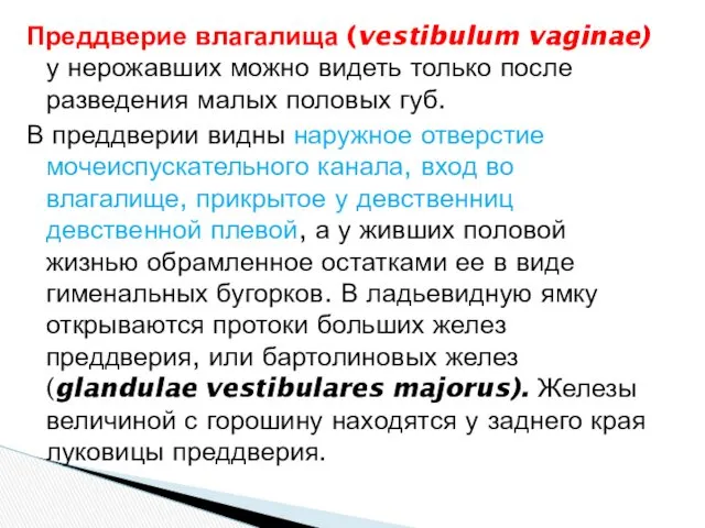 Преддверие влагалища (vestibulum vaginae) у нерожавших можно видеть только после