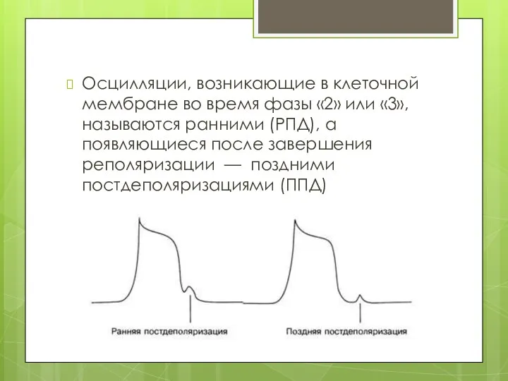 Осцилляции, возникающие в клеточной мембране во время фазы «2» или