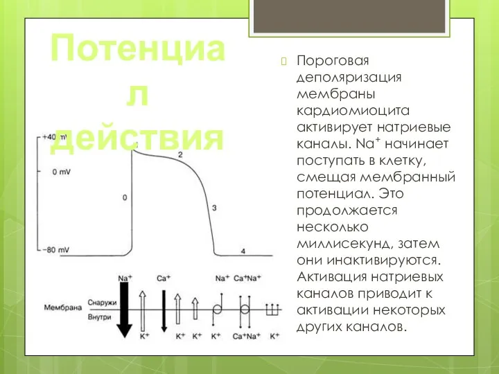 Пороговая деполяризация мембраны кардиомиоцита активирует натриевые каналы. Na+ начинает поступать