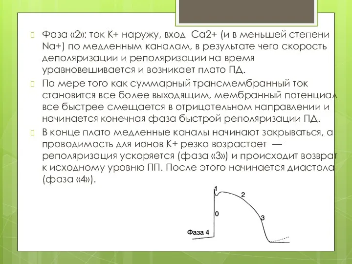 Фаза «2»: ток К+ наружу, вход Са2+ (и в меньшей