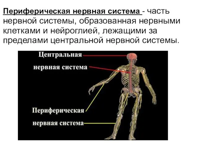 Периферическая нервная система - часть нервной системы, образованная не­рвными клетками и нейроглией, лежащими