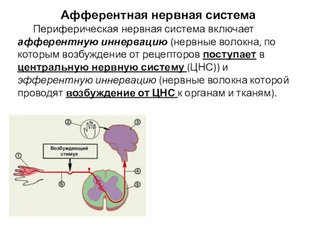 Афферентная нервная система Периферическая нервная система включает афферентную иннервацию (нервные волокна, по которым