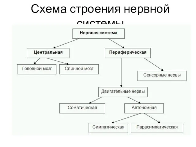 Схема строения нервной системы