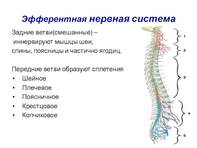 Эфферентная нервная система Задние ветви(смешанные) – иннервируют мышцы шеи, спины, поясницы и частично