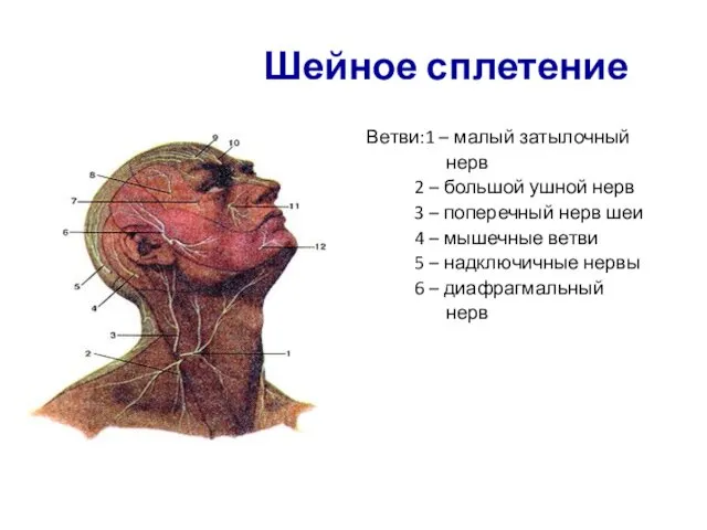Шейное сплетение Ветви:1 – малый затылочный нерв 2 – большой ушной нерв 3
