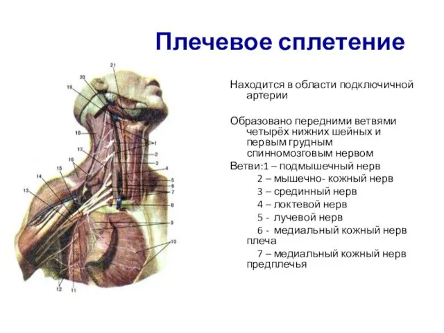 Плечевое сплетение Находится в области подключичной артерии Образовано передними ветвями четырёх нижних шейных
