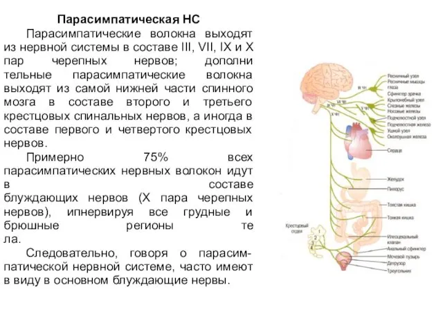 Парасимпатическая НС Парасимпатические волокна выходят из нервной системы в составе III, VII, IX