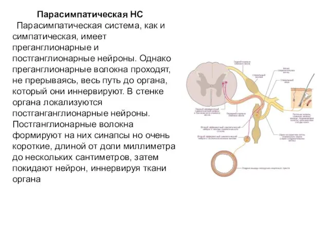 Парасимпатическая НС Парасимпатическая система, как и симпатическая, имеет преганглионарные и постганглионарные нейроны. Однако