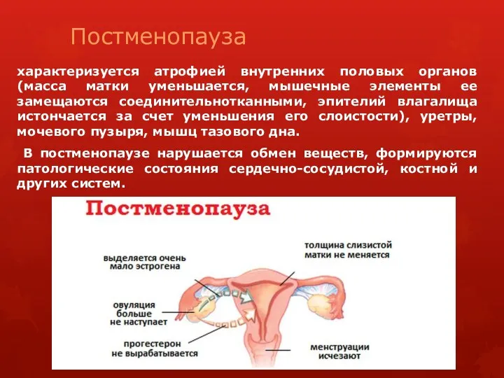 Постменопауза характеризуется атрофией внутренних половых органов (масса матки уменьшается, мышечные