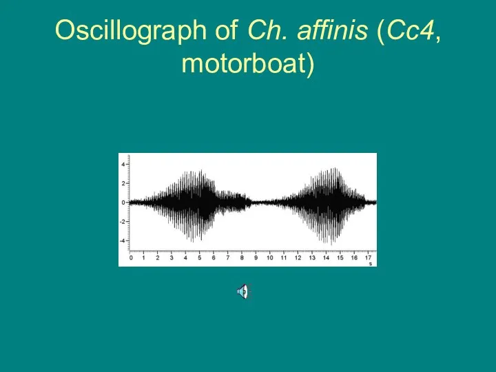 Oscillograph of Ch. affinis (Cc4, motorboat)