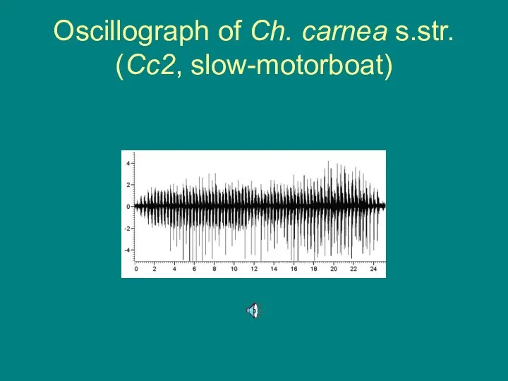 Oscillograph of Ch. carnea s.str. (Cc2, slow-motorboat)