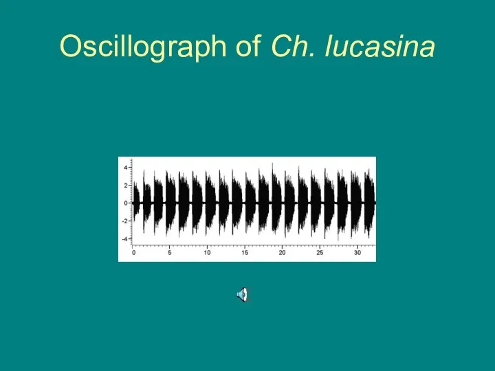 Oscillograph of Ch. lucasina