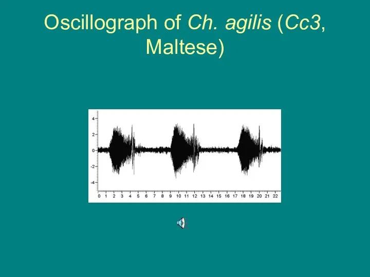 Oscillograph of Ch. agilis (Cc3, Maltese)