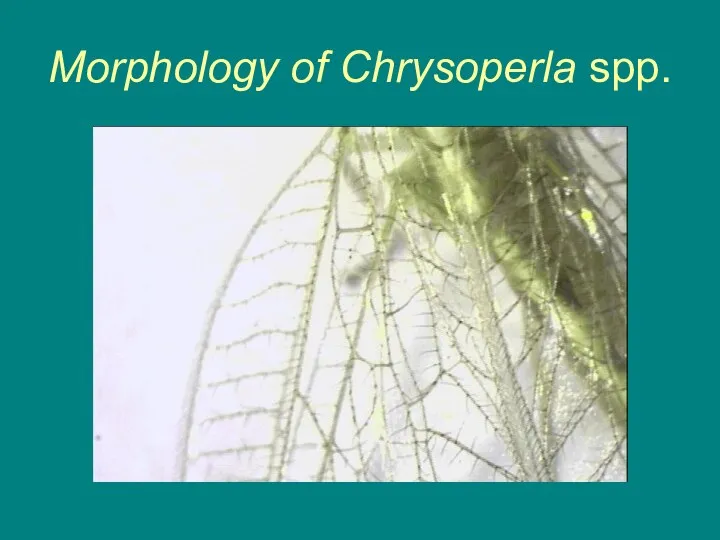 Morphology of Chrysoperla spp.