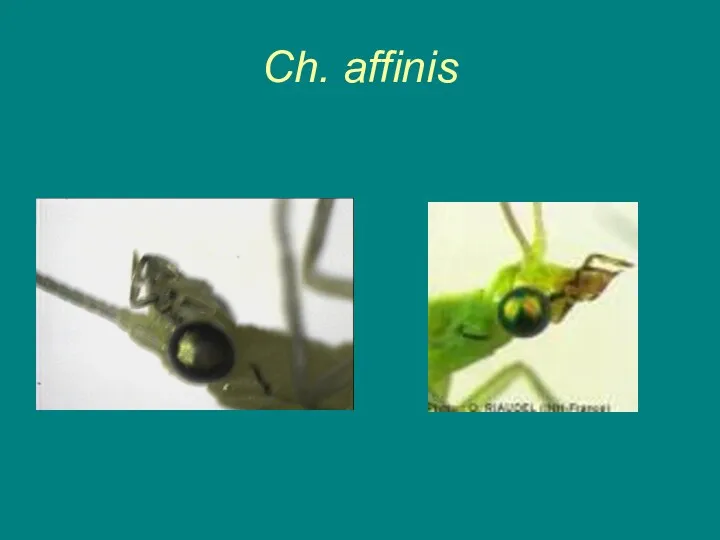 Ch. affinis