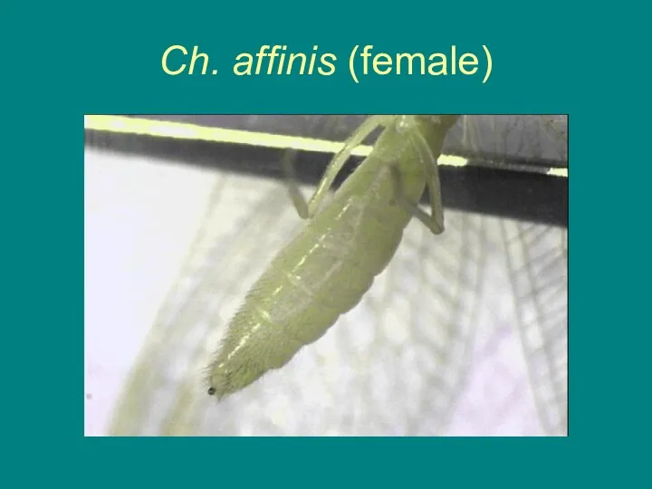 Ch. affinis (female)