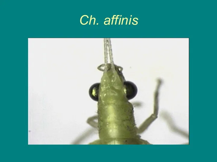 Ch. affinis