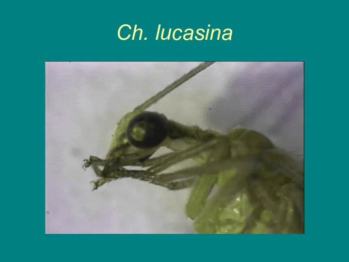 Ch. lucasina