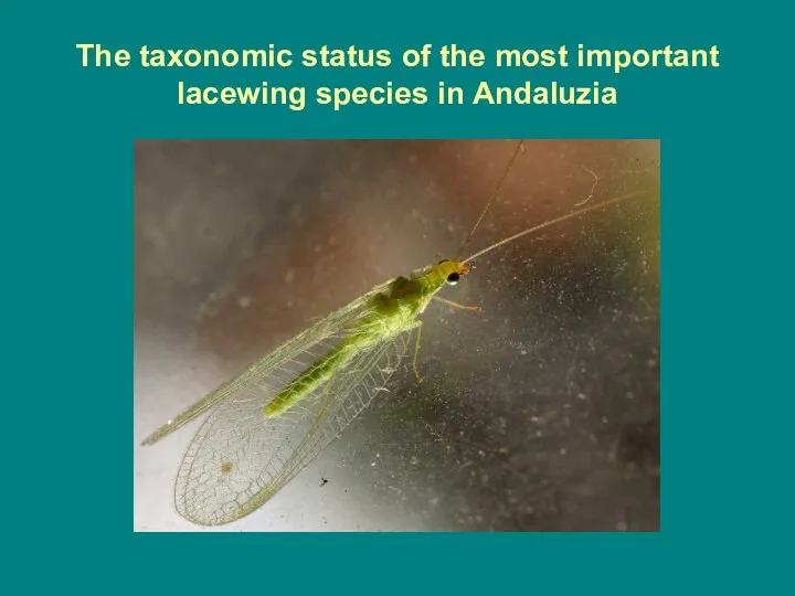 The taxonomic status of the most important lacewing species in Andaluzia