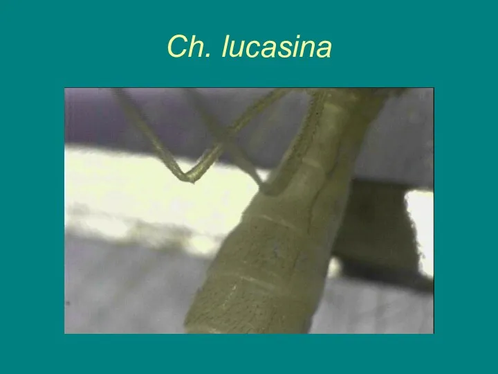 Ch. lucasina