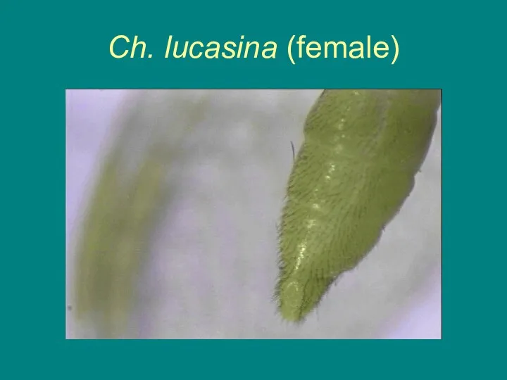 Ch. lucasina (female)