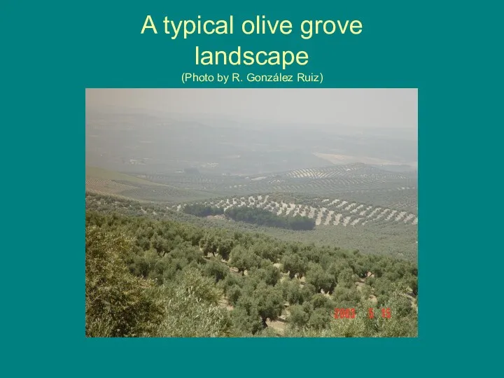 A typical olive grove landscape (Photo by R. González Ruiz)