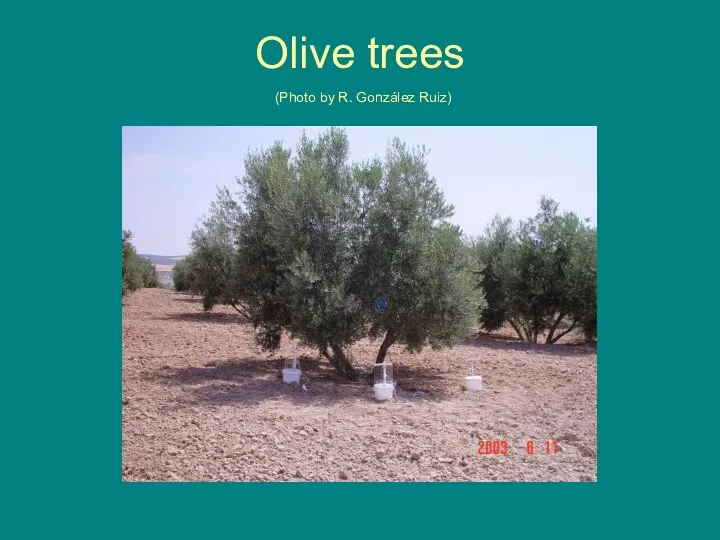 Olive trees (Photo by R. González Ruiz)