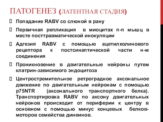 ПАТОГЕНЕЗ (ЛАТЕНТНАЯ СТАДИЯ) Попадание RABV со слюной в рану Первичная