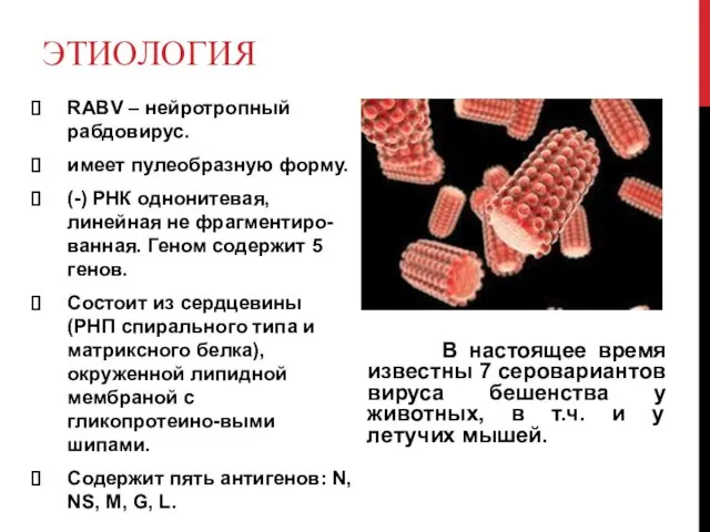 ЭТИОЛОГИЯ RABV – нейротропный рабдовирус. имеет пулеобразную форму. (-) РНК