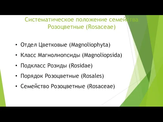 Систематическое положение семейства Розоцветные (Rosaceae) Отдел Цветковые (Magnoliophyta) Класс Магнолиопсиды (Magnoliopsida) Подкласс Розиды