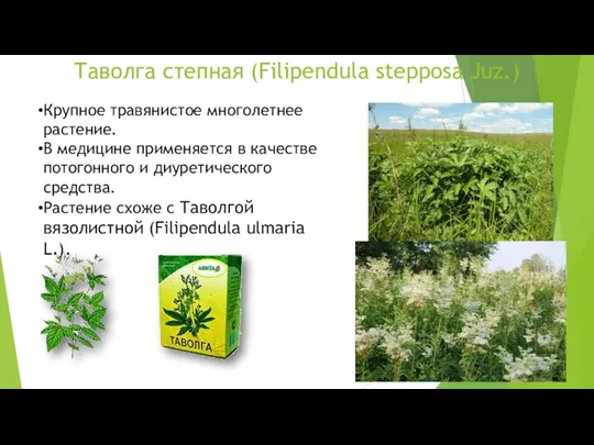 Таволга степная (Filipendula stepposa Juz.) Крупное травянистое многолетнее растение. В медицине применяется в