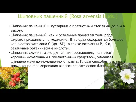 Шиповник пашенный (Rosa arvensis Huds.) Шиповник пашенный - кустарник с плетистыми стеблями до