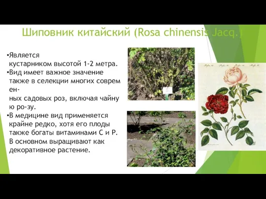 Шиповник китайский (Rosa chinensis Jacq.) Является кустарником высотой 1-2 метра. Вид имеет важное