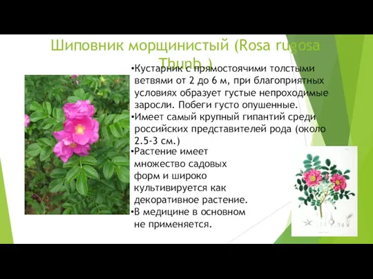 Шиповник морщинистый (Rosa rugosa Thunb.) Кустарник с прямостоячими толстыми ветвями от 2 до