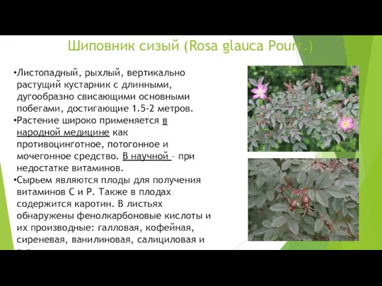 Шиповник сизый (Rosa glauca Pourr.) Листопадный, рыхлый, вертикально растущий кустарник с длинными, дугообразно