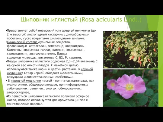 Шиповник иглистый (Rosa acicularis Lindl.) Представляет собой невысокий или средней величины (до 2