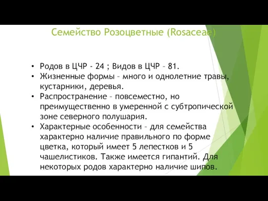 Семейство Розоцветные (Rosaceae) Родов в ЦЧР - 24 ; Видов в ЦЧР –