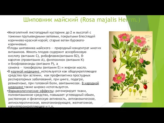 Шиповник майский (Rosa majalis Herrm.) Многолетний листопадный кустарник до 2 м высотой с