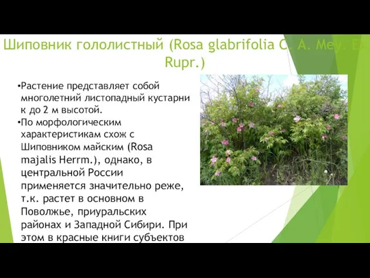 Шиповник гололистный (Rosa glabrifolia C. A. Mey. Ex Rupr.) Растение представляет собой многолетний