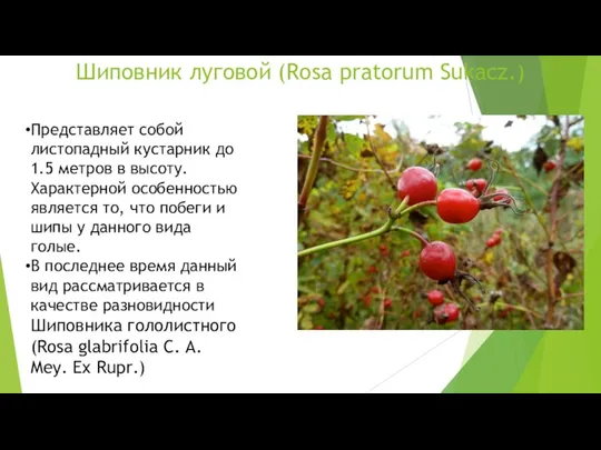 Шиповник луговой (Rosa pratorum Sukacz.) Представляет собой листопадный кустарник до 1.5 метров в