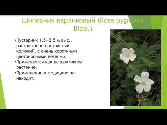 Шиповник карликовый (Rosa pygmaea Bieb.) Кустарник 1,5—2,5 м выс., растопыренно-ветвистый, колючий, с очень