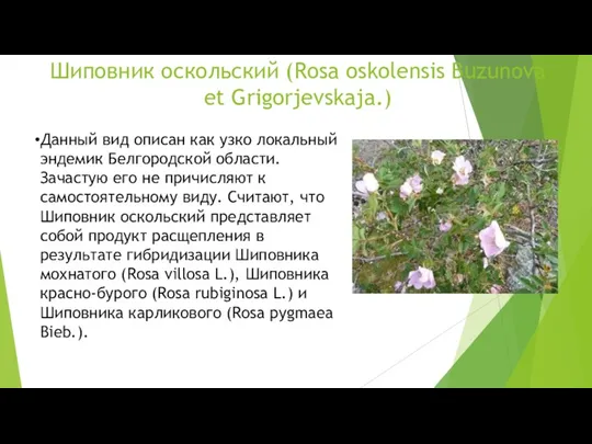 Шиповник оскольский (Rosa oskolensis Buzunova et Grigorjevskaja.) Данный вид описан как узко локальный